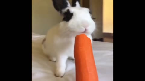 FLUFFY RABBITS COMPILATION