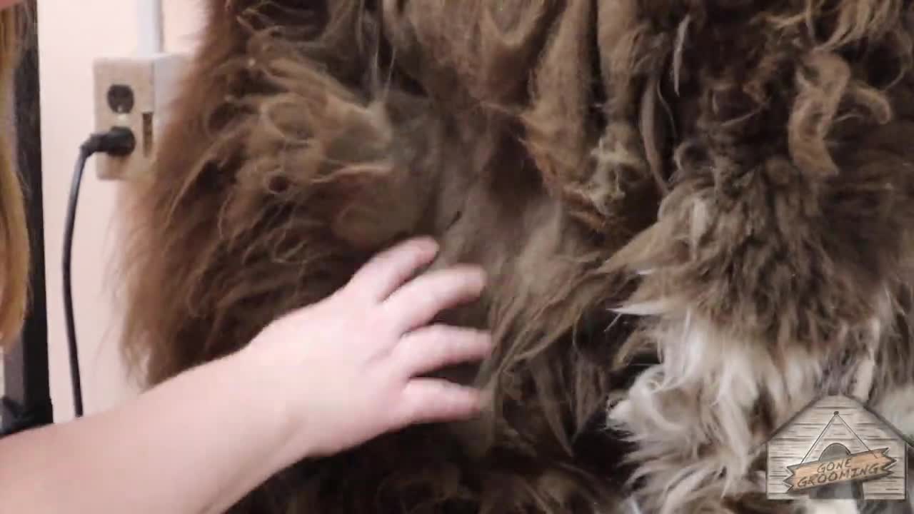 Grooming: A Senior matted Newfoundland