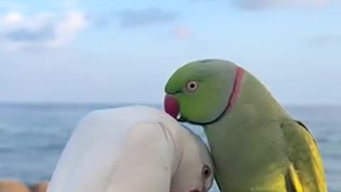 Beautiful tia bird 🦢 trending video