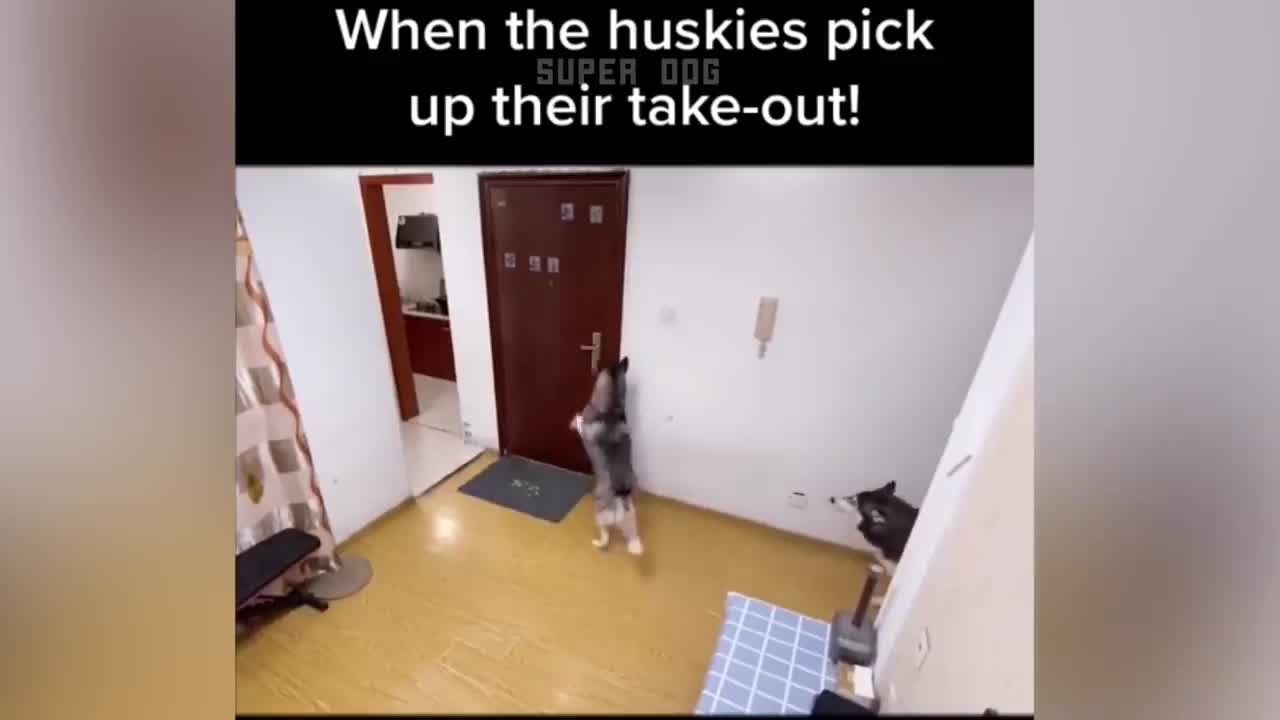Funny cat reaction😂😂😂