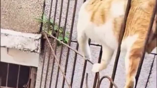 Cute and Funny Cat Videos to Keep You Smiling Awesome SO Cute Cat