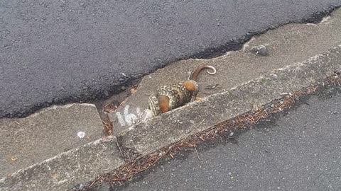 Snake eating a possum. (Yes it is Australia)