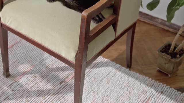 /two-cats-resting-indoors-at-home