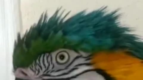 Será que conversa bem ? 🦜