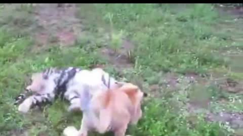 Cute Funny Baby Animal Fight Videos Viral 2020