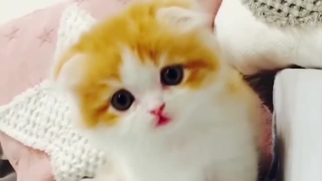 So sweet cat😍😍video Part 1