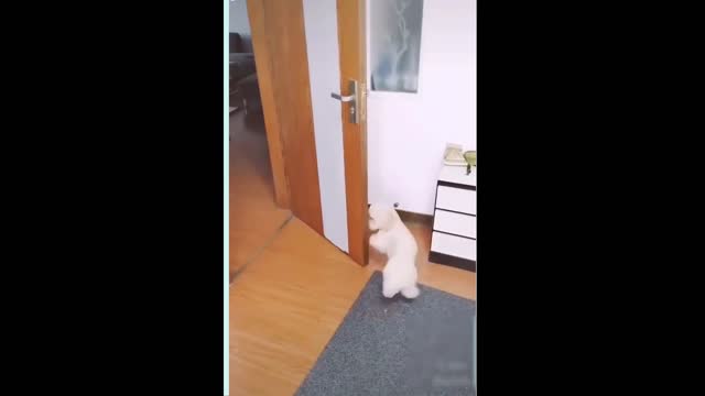 Dog Prepares Its Bed For Nap Time. REALLY CUTE.