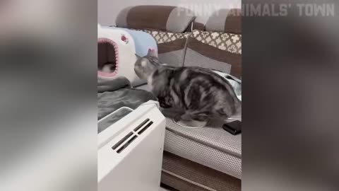 Funniest Cats and Dogs 🐶🐱 _ Funny Animal Videos