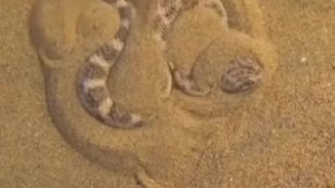 A snake in the sand