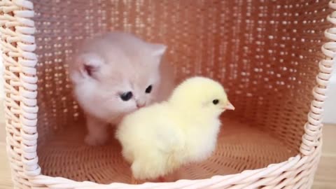 Kittens walk with a tiny chicken,,clip