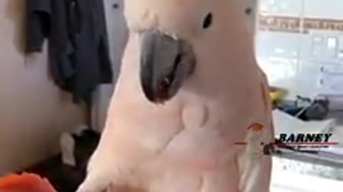 Parrot eat carrot