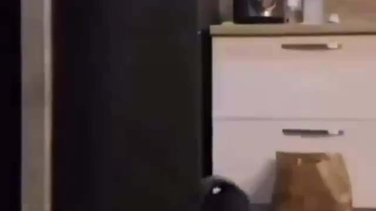 Funny moment cat and dog