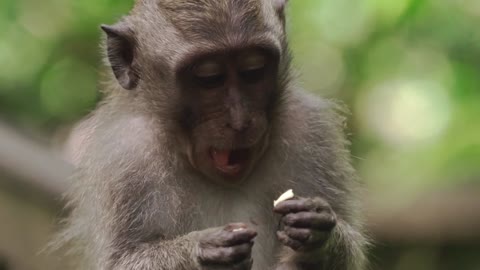 Best monkey funny videos