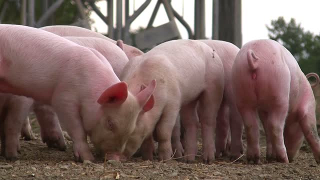 The pig play soil