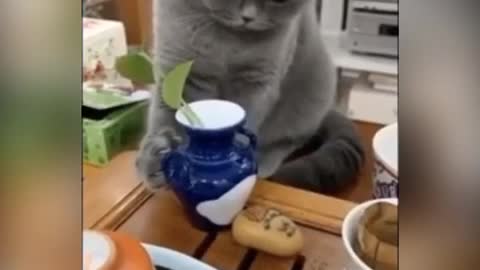 Love some funny animals