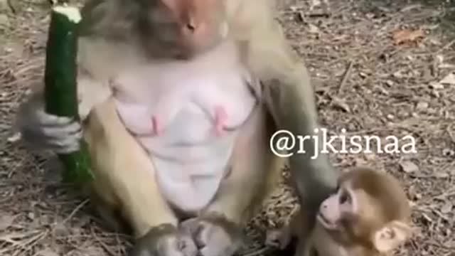 Mother monkey fun with his baby