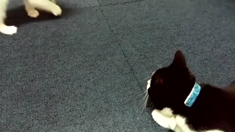 Funny & Cute Cat Compilation Video