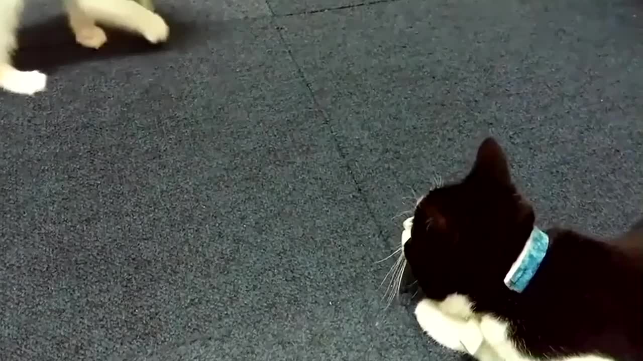 Funny & Cute Cat Compilation Video