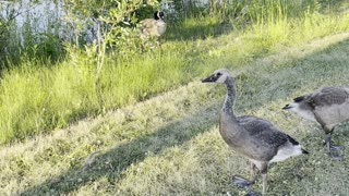 Geese parents and their chicks