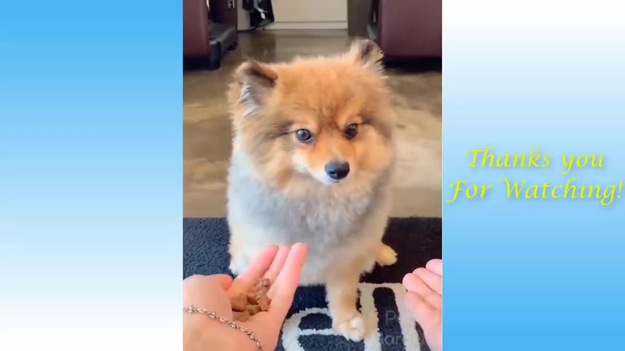 Prank with my cute dogs | Animals Planet