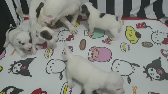 dogs