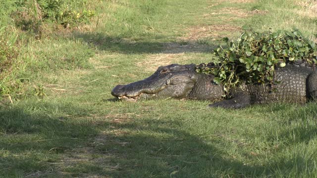 Big alligator crossing a trail