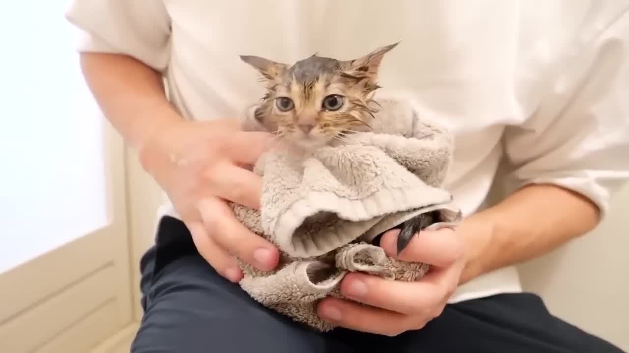 The kitten's precious bathing scene is cute