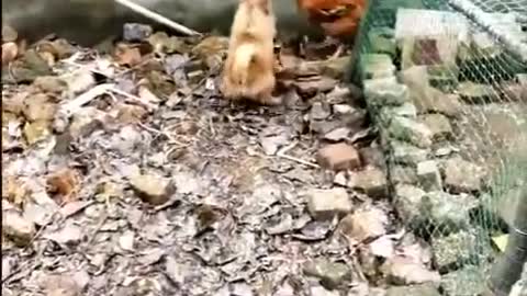 Dog and chicken fighting funny video🐈🐓