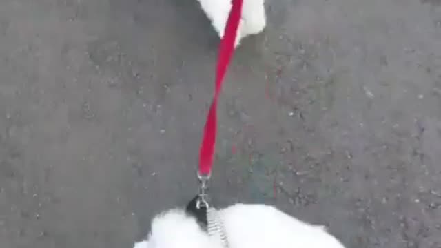 Walking Cute maltese