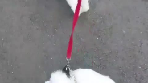 Walking Cute maltese