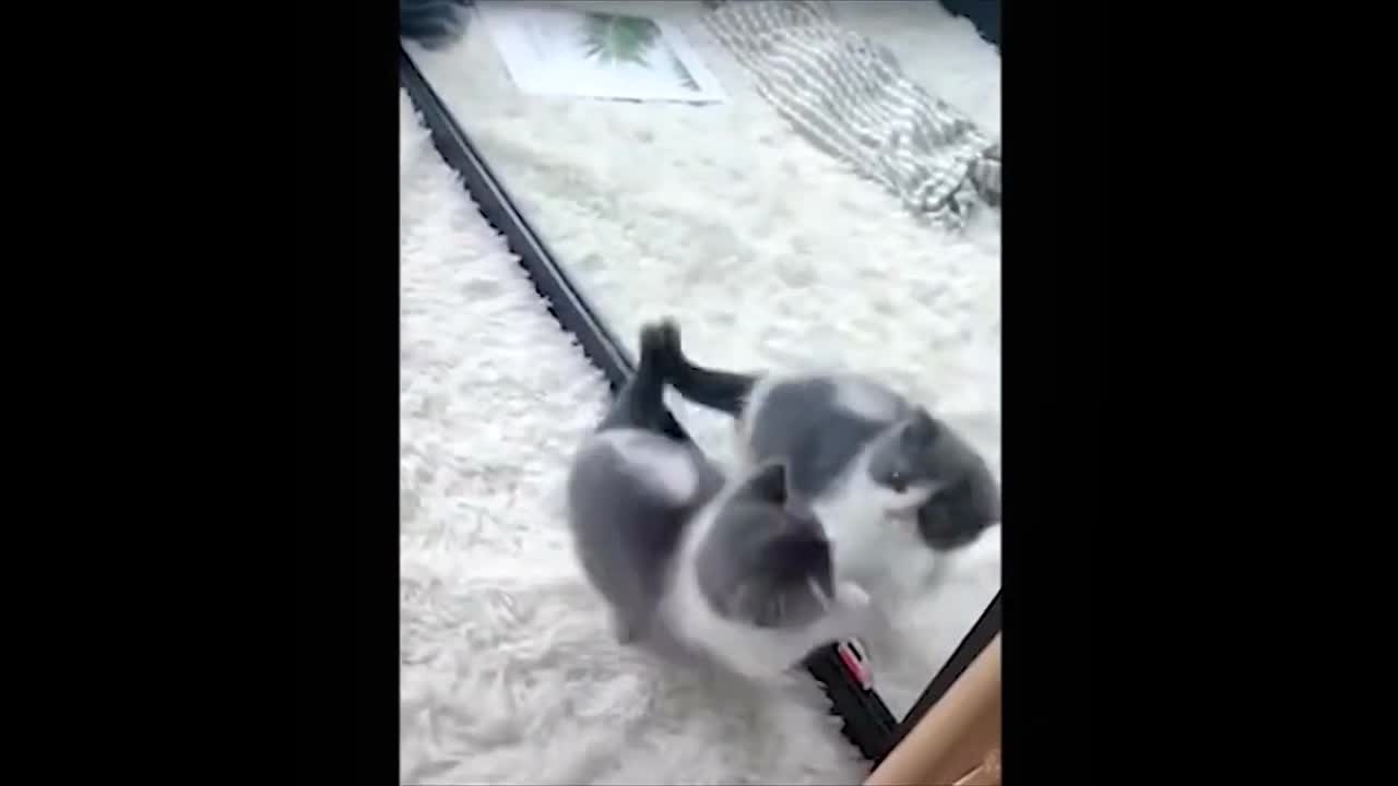 This Cute Kitty will make your Day