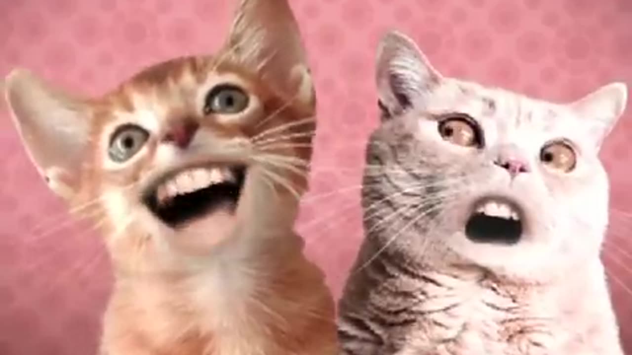 Musicjoye_ animated spoof music vidoe : numa cat