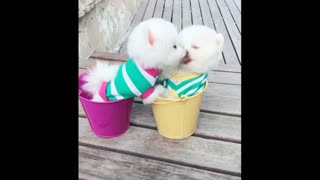 My two dogs kiss passionately