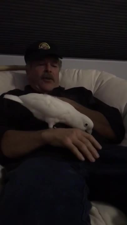 Cockatoo Turbo being very naughty then laughing