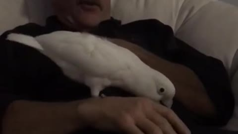 Cockatoo Turbo being very naughty then laughing