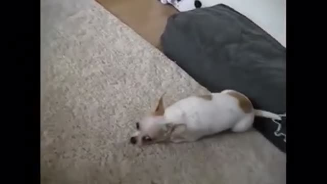 Crazy hyper chihuahua dog break dances to the music