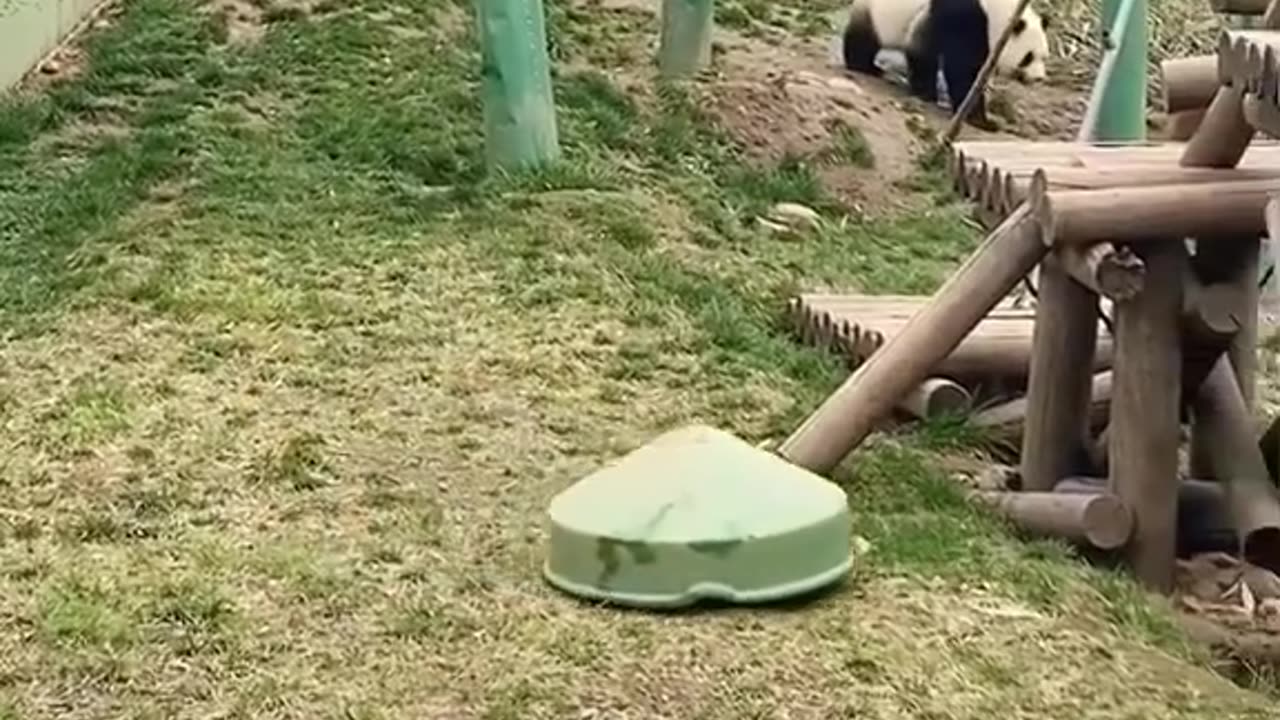 Funny Bears