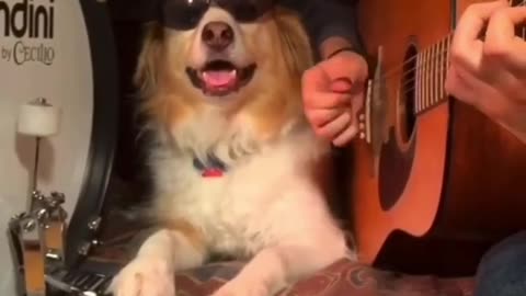 rocker dog on drums