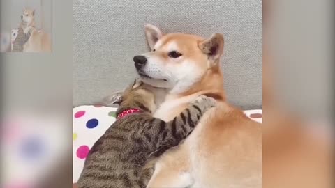 The cat hugged the dog