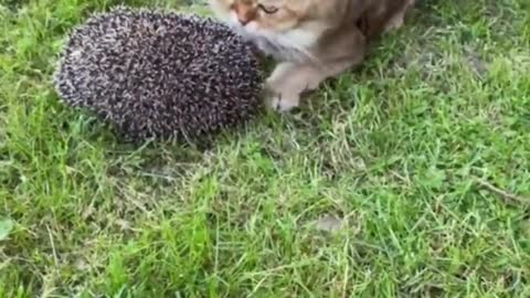 Funny animals - Funny cats / dogs - Funny animal videos