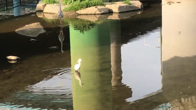 fish eating bird in a stream