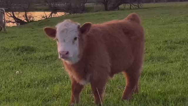 Who said Cows aren't so Beautiful🥰🥰😍