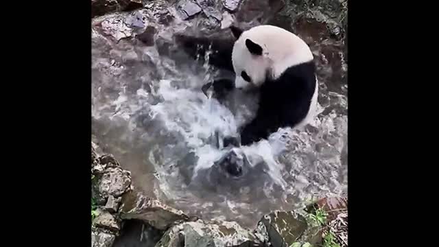 Panda swims