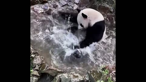 Panda swims