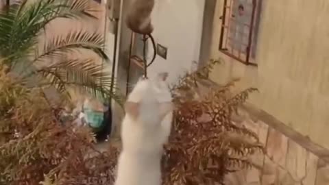 Funy Animal