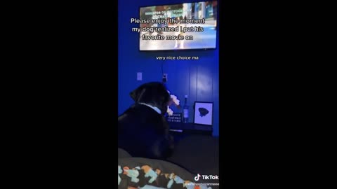 Funny Animal Video
