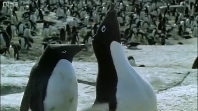 Penguin Prostitution: Paid in Rocks | Deep into the Wild | BBC Earth