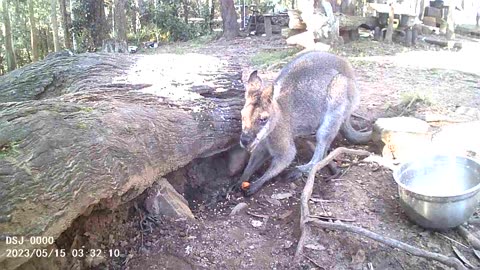 Closeup of Scooty Eating Carrot