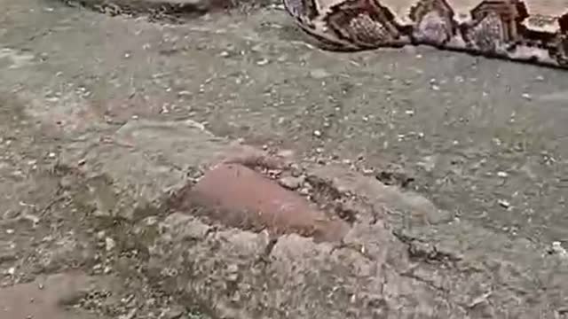 Two giant pythons facing off. Are we going to war
