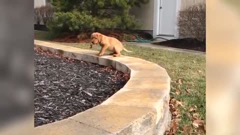 Pets comedy pets funny video
